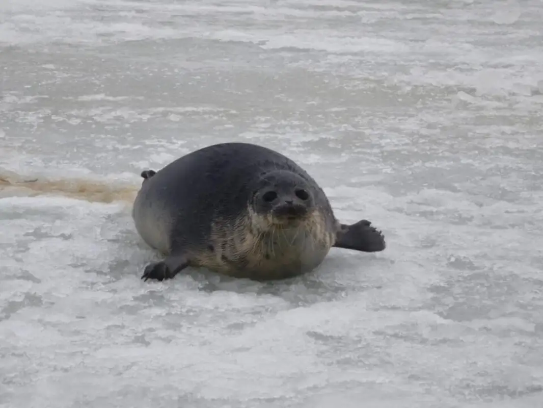 На берегу Каспия нашли еще 30 тюленей