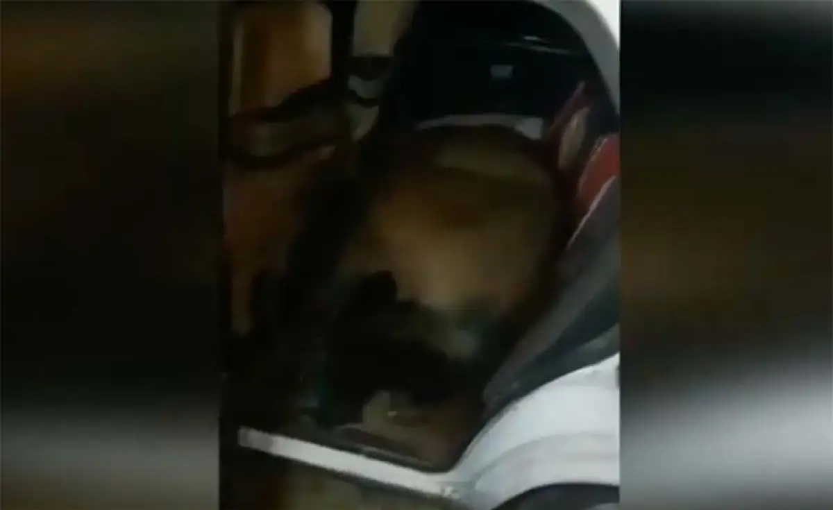 Живую лошадь в авто перевозил скотокрад в ВКО