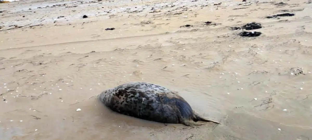 Полиция и экологи выясняют причину гибели тюленей на берегу Каспия - фото