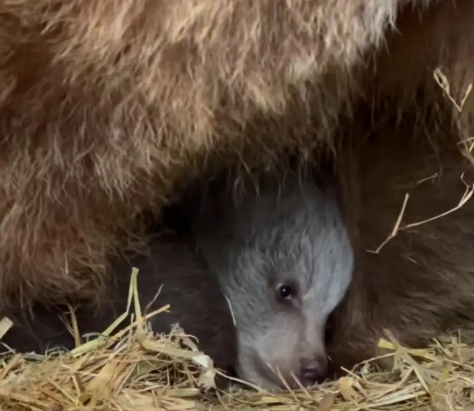 В зоопарке Алматы родились два медвежонка