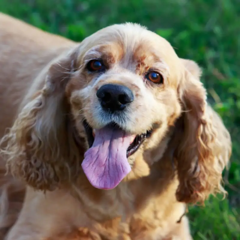 В Петропавловске женщина выбросила с балкона спаниеля