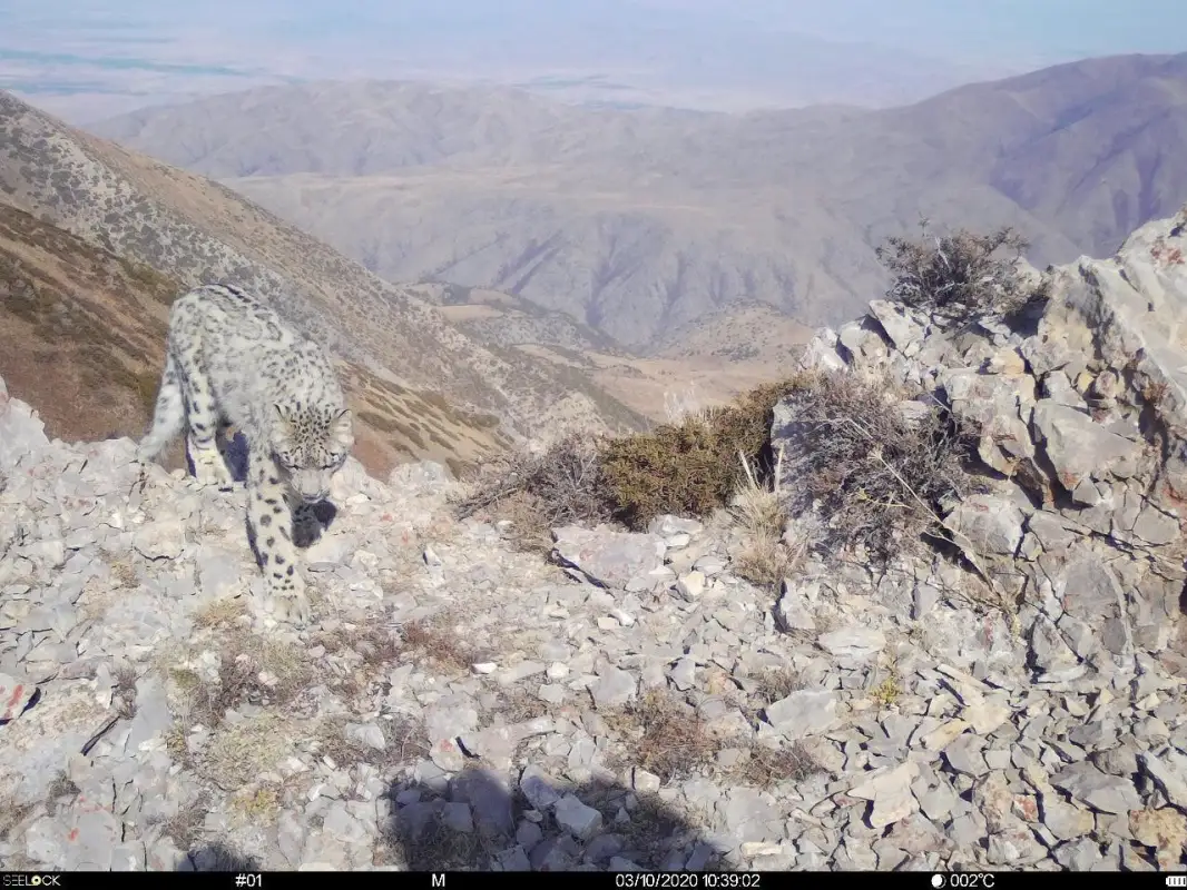 Краснокнижный снежный барс снова попал в фотоловушку на юге Казахстана