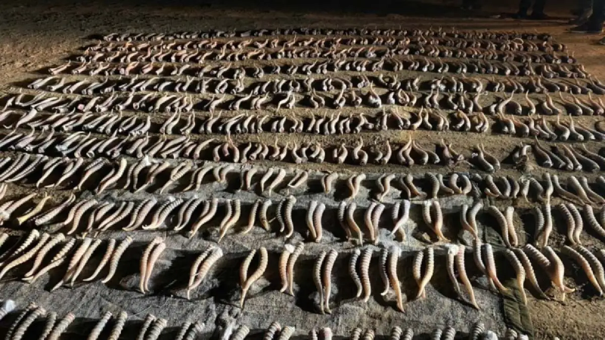 Как и где в Казахстане будут хранить рога истребленных сайгаков