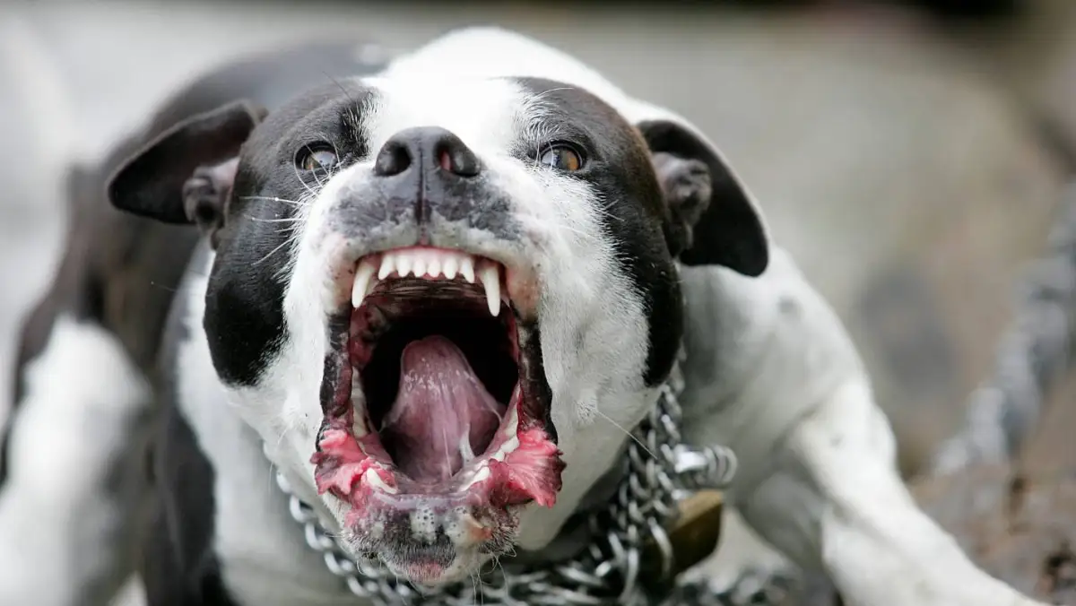 В Нью-Йорке питбуль жестоко искусал ребенка казахстанского дипломата