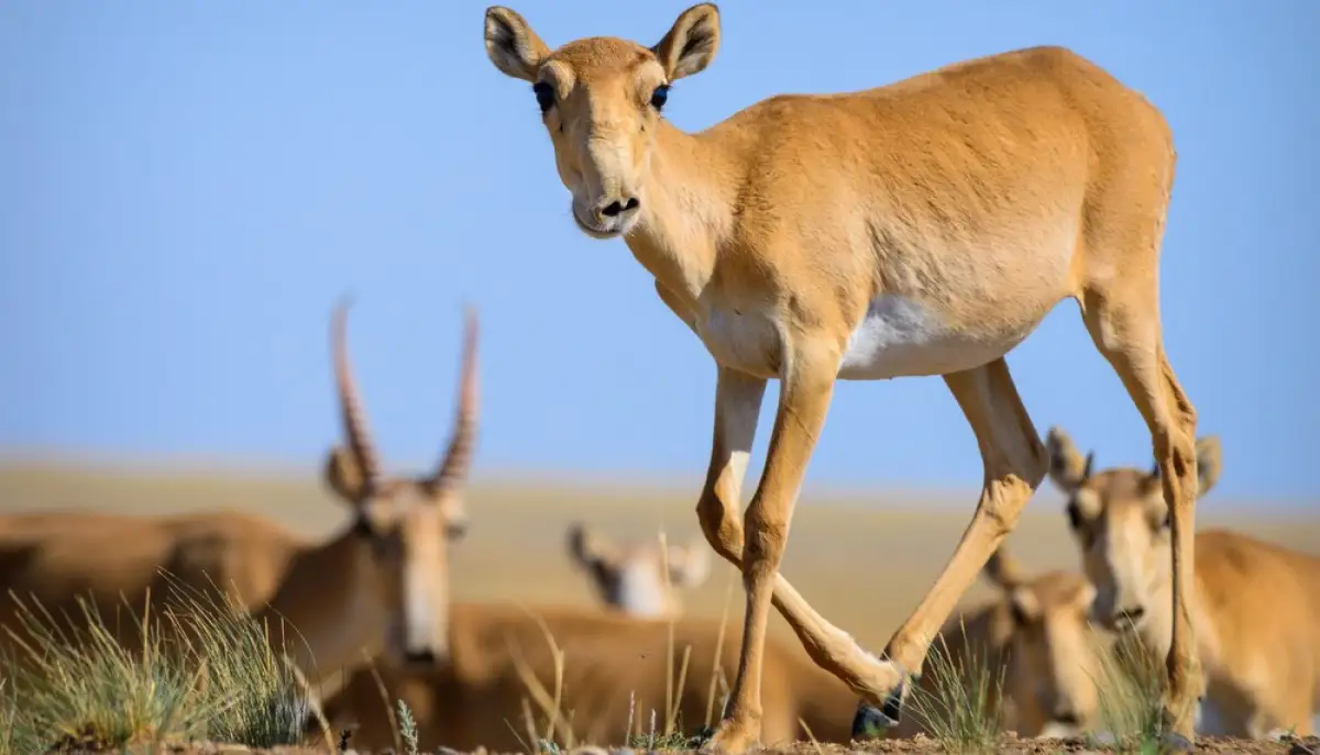 В Казахстане досрочно завершился отстрел сайги - Минэкологии