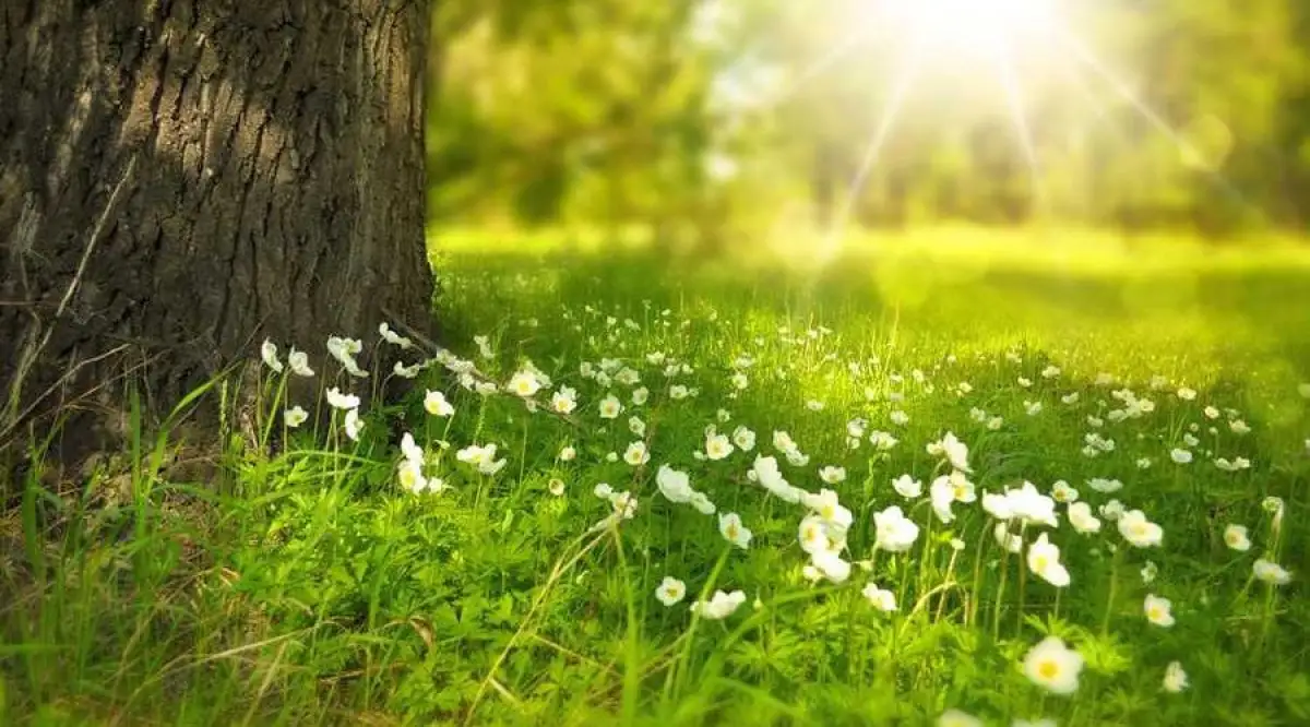 «Около нормы»: синоптики рассказали, какой будет весна, лето, осень в Казахстане