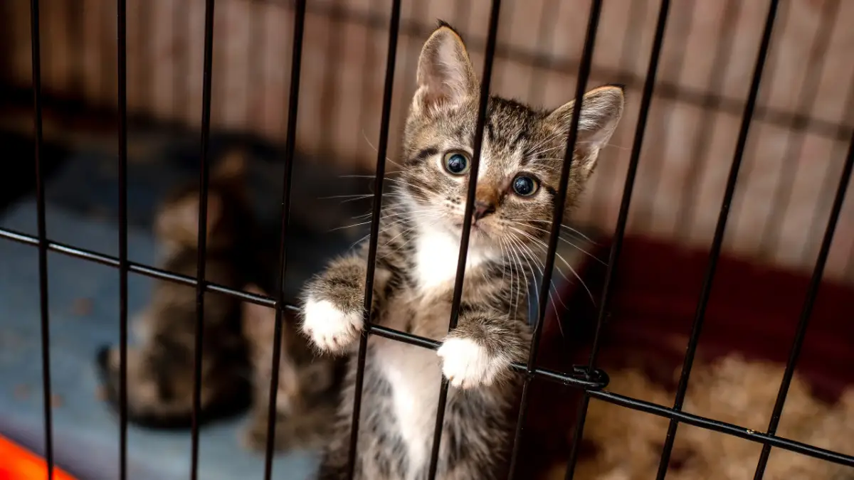 После обращения Bestnews.kz в Минэкологии наконец призвали казахстанцев забрать животных из приютов