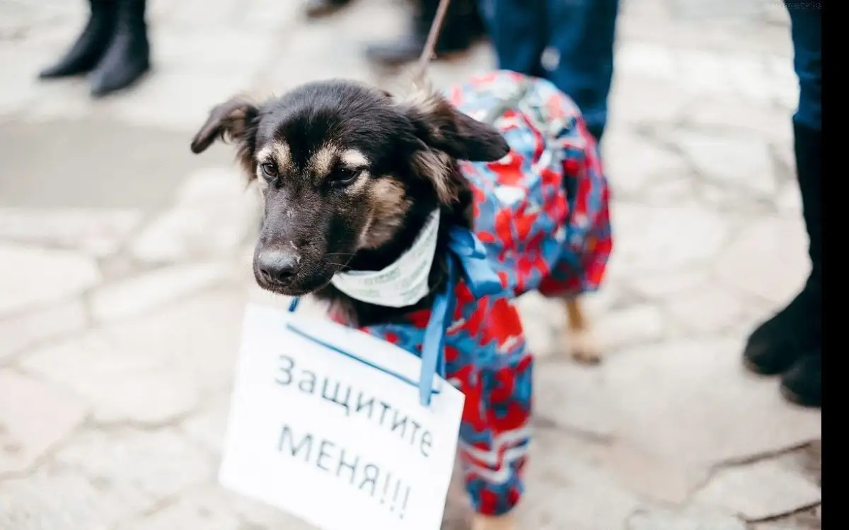 В Нур-Султане впервые пройдет митинг в защиту прав животных