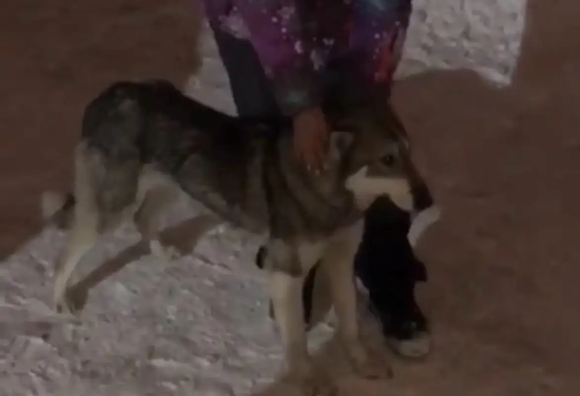 Полиция нашла "волка", напугавшего жителей Нур-Султана