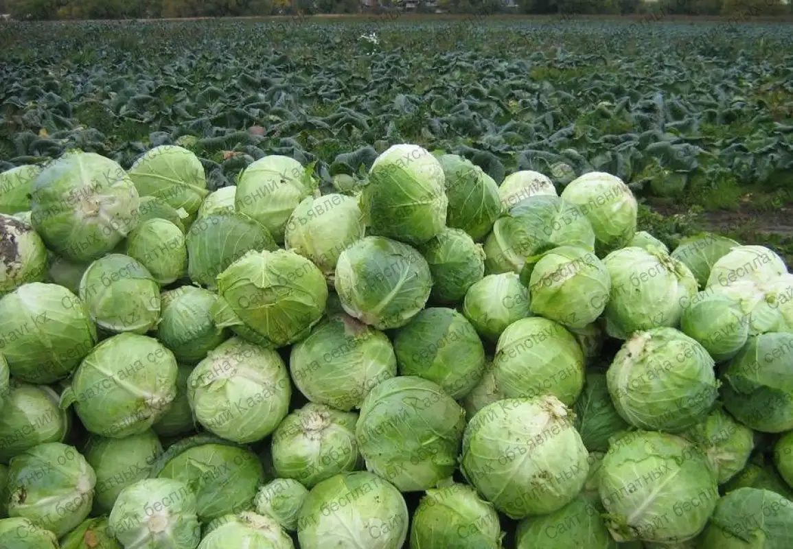 Капуста от Шукеева: Туркестанская область поставит овощ в Алматы