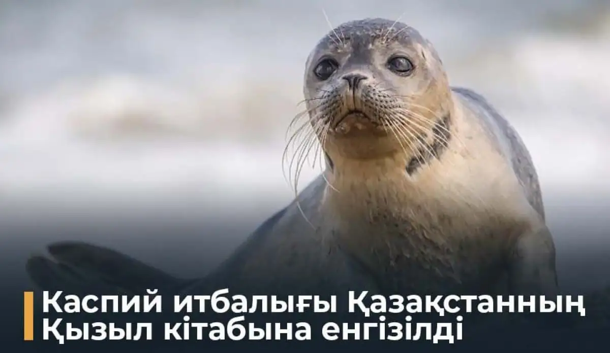 Глава Минэкологии призвал казахстанцев беречь тюленей