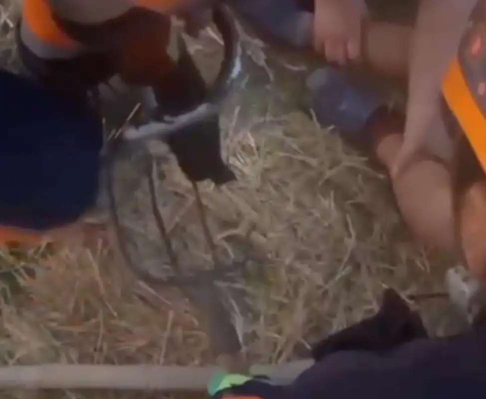 В Кызылорде мальчик напоролся на вилы