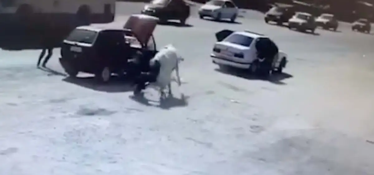 В Шымкенте бык напал на мужчину, хозяина животного оштрафовали