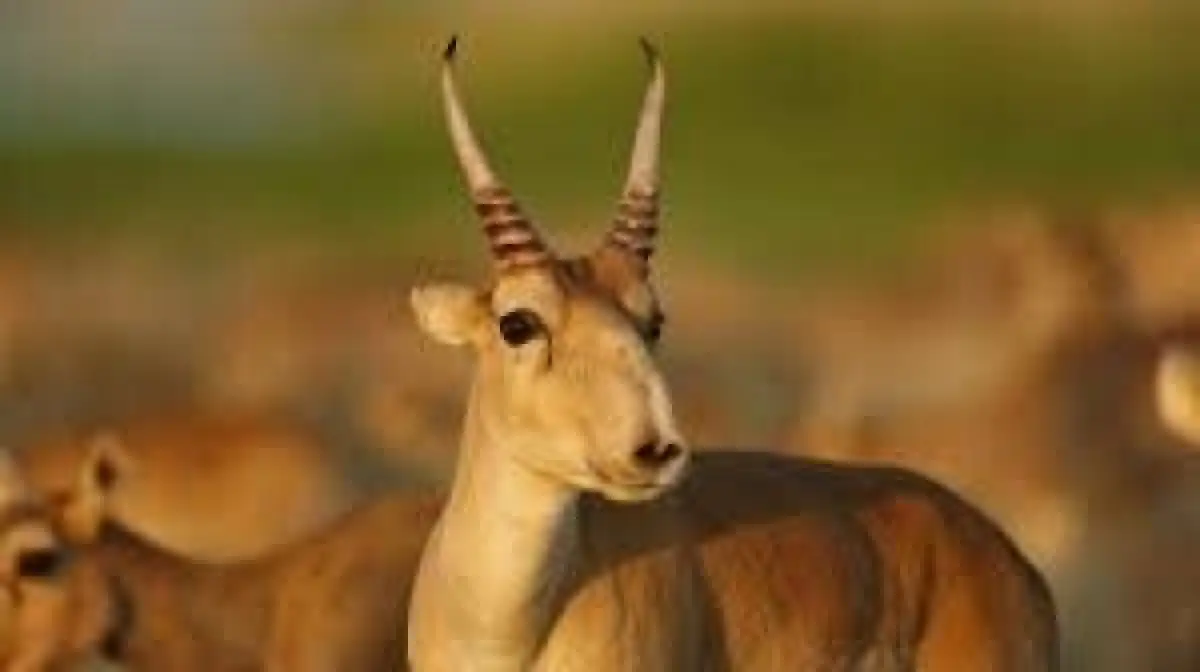 Казахстан возобновит экспорт рогов сайги