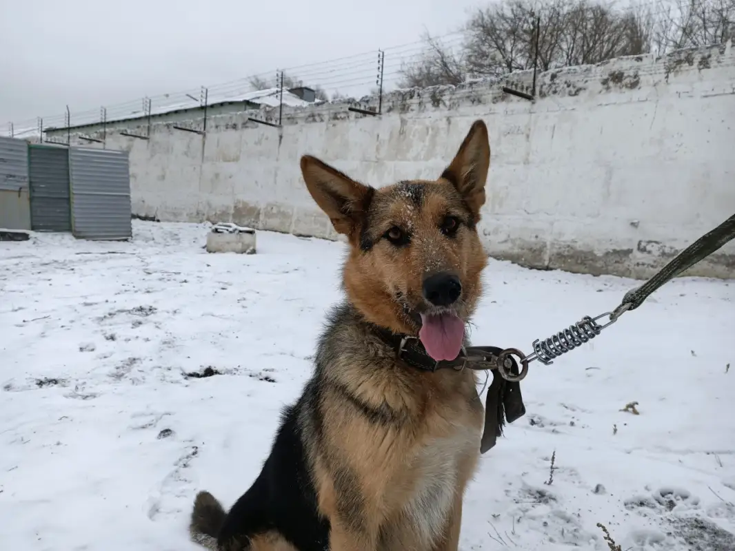 Как уличную собаку взяли на службу в Карагандинской области