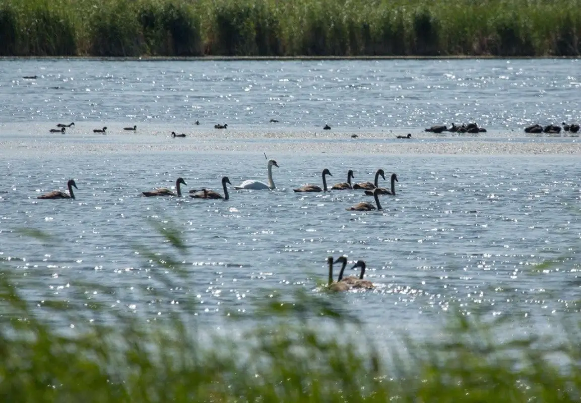 Озеро надежды: Глава Минэкологии вмешался в спор вокруг Малого Талдыколя