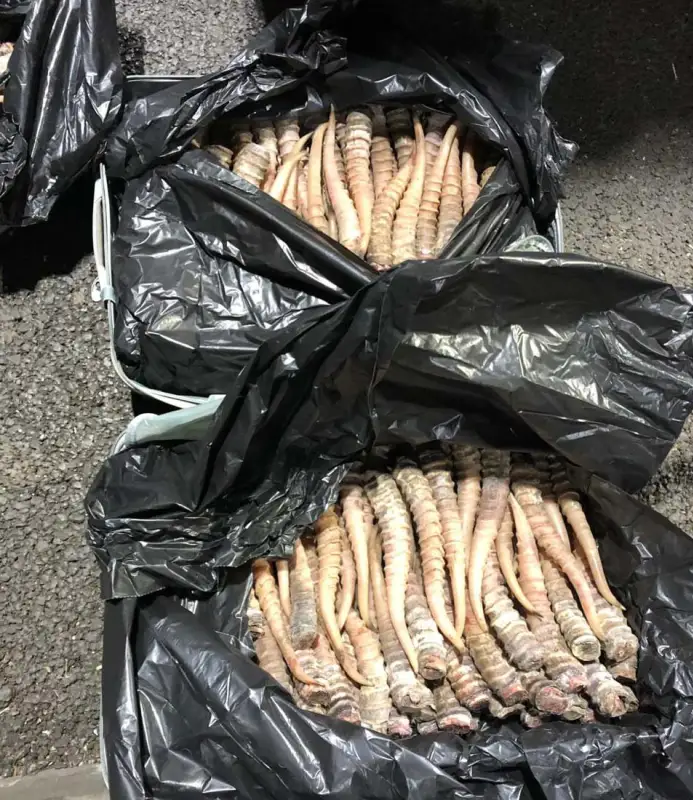 На границе задержали водителя, везшего рога сайги на 439 млн тенге