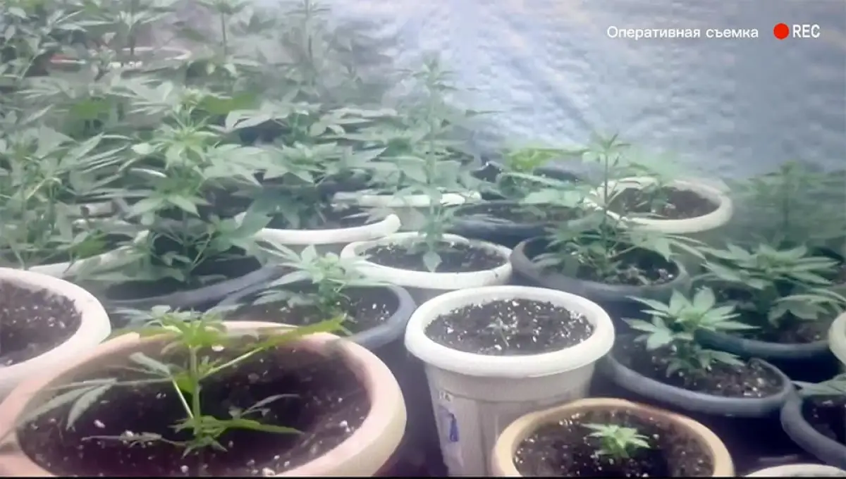 Житель Уральска выращивал коноплю у себя в квартире