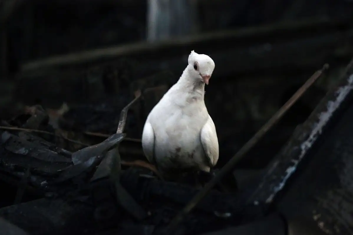 Путин объявил о прекращении огня на Украине на Рождество