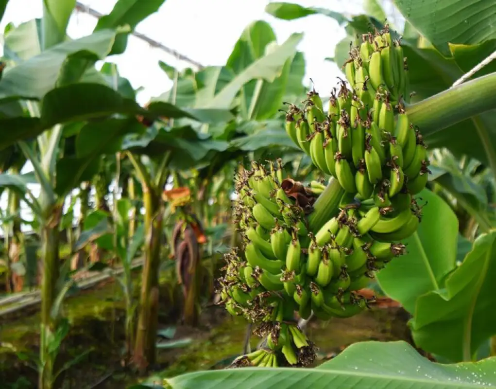 «Очень хорошо выросли»: какой урожай бананов сняли в Туркестанской области