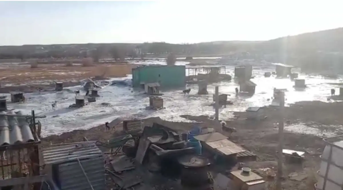 После прорыва плотины в Алматинской области подтопило приют для собак - видео