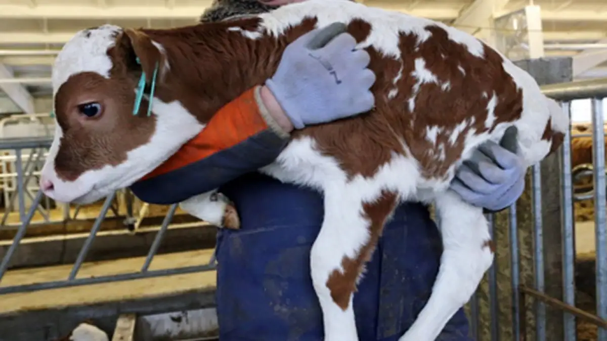 «Примирение будет невозможно»: в Казахстане ужесточат наказание за скотокрадство  