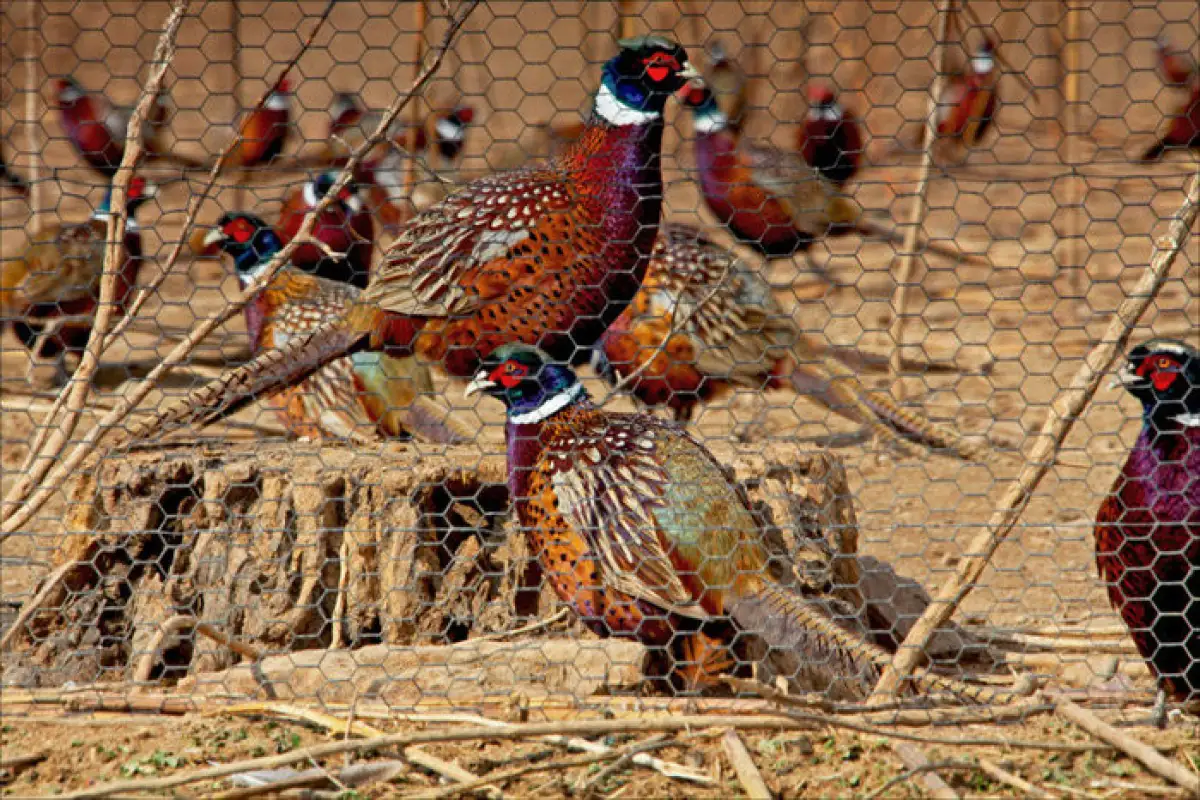 В Нур-Султане расширяют ипподром и ферму для фазанов