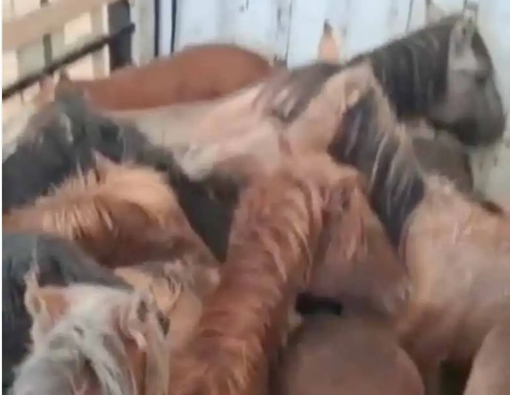 Житель Туркестанской области вёз краденных лошадей