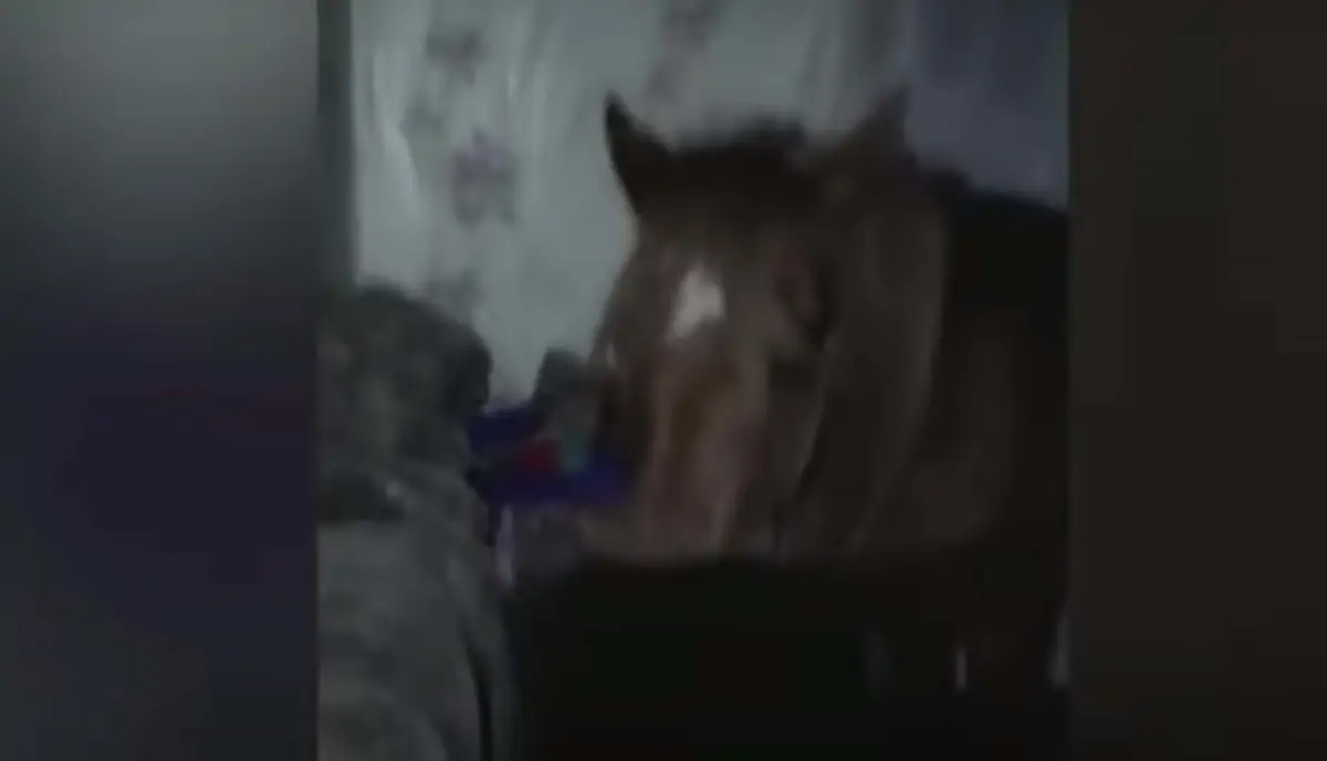 Видео: в Акмолинской области скотокрад спрятал лошадь в своем доме