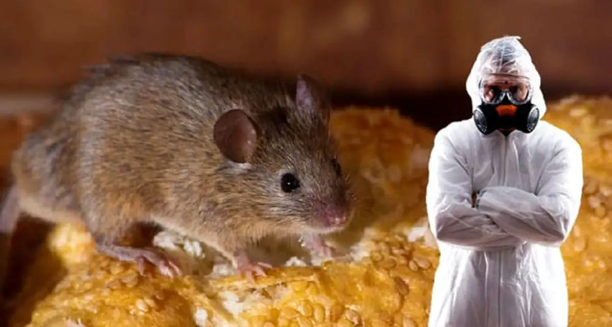 Убойная крысота: в Нур-Султане началась борьба с грызунами