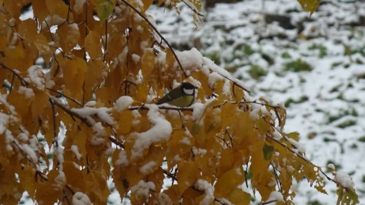 Осадки ожидаются 9 ноября в Казахстане