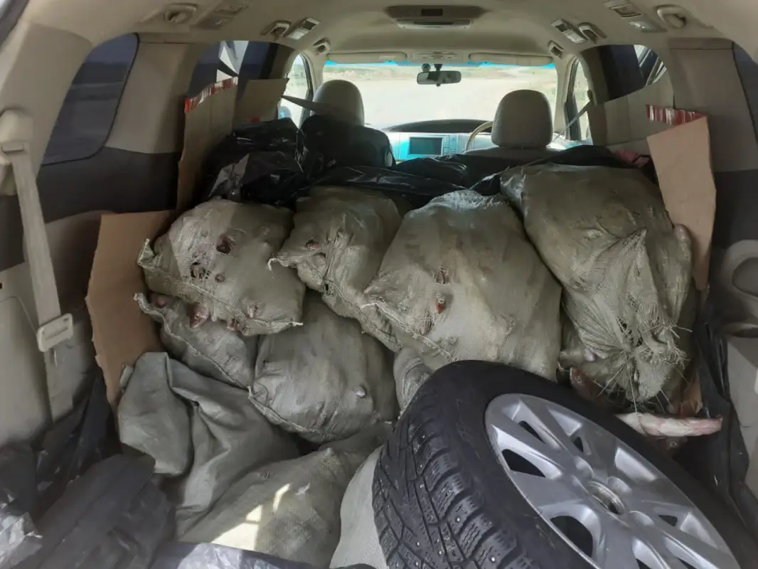 Житель ВКО перевозил незаконно свыше 700 кг судака - фото