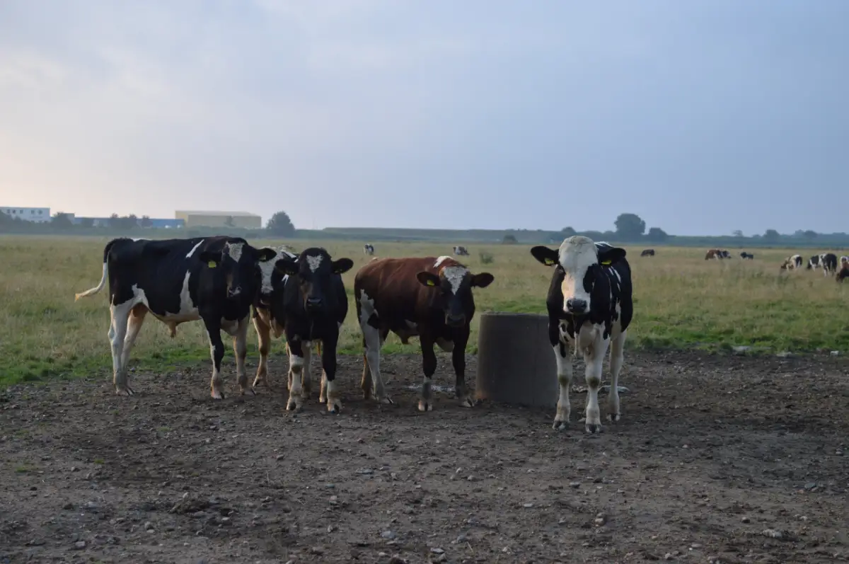 Боялся идти домой: в Жетысае 8-летнего мальчика искали всю ночь
