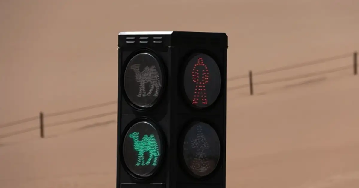 В Китае появился светофор для верблюдов