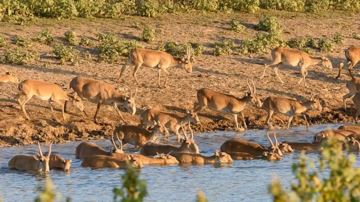 Казахстан сделает подарок для КНР 
