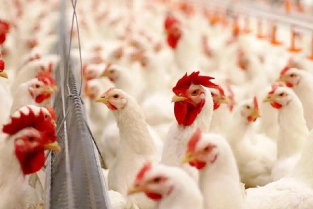 Нур-Султан, Костанай: в какие регионы поступает продукция с птицефабрик СКО