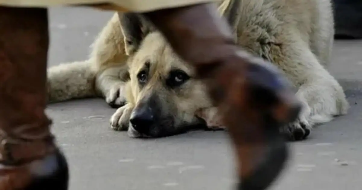 В Мажилисе предлагают не выпускать бродячих животных после стерилизации