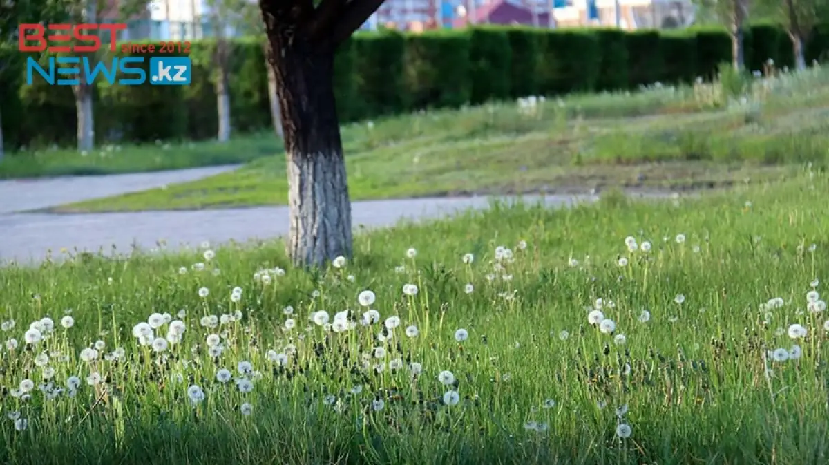 Всемирный день одуванчика – какие праздники отмечают 13 мая в мире