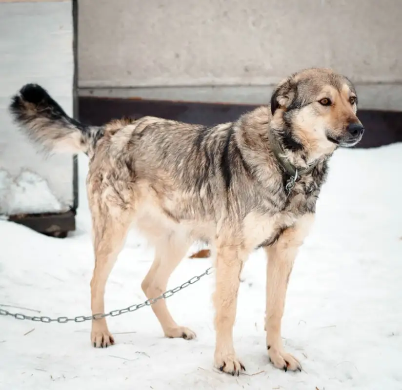 Получившей 28 ножевых ранений от живодеров собаке подарили будку - фото