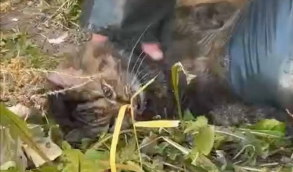 В Кокшетау пожарные спасли бабушку и реанимировали кошку