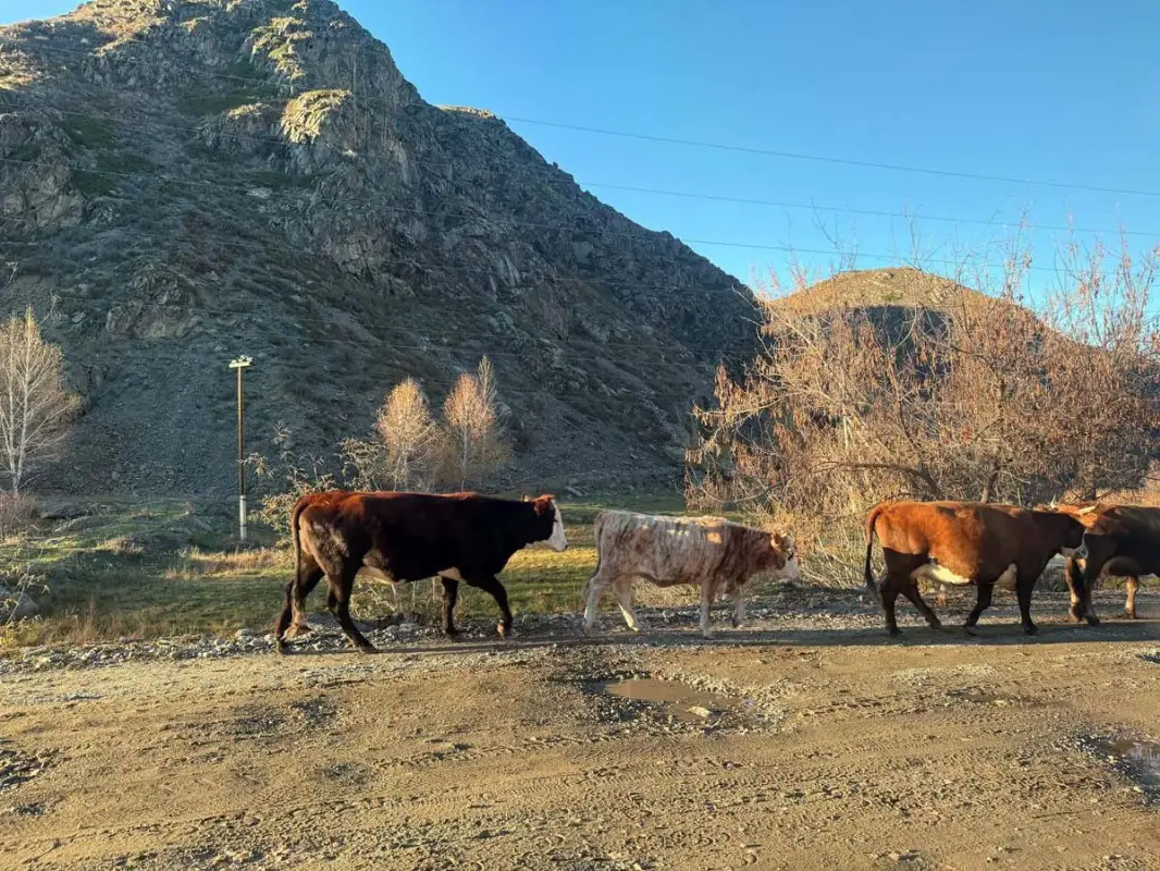 В селе Маралды проверяют причину падежа коров