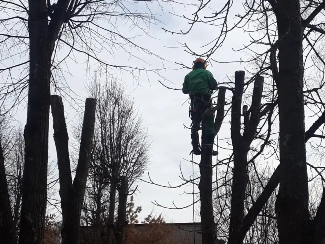 «Не рубите, мужики»: аким Карагандинской области призвал беречь деревья