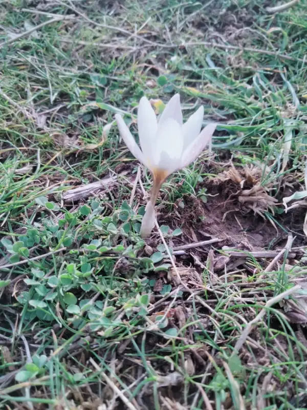 Блогер показал цветение подснежников в Туркестанской области