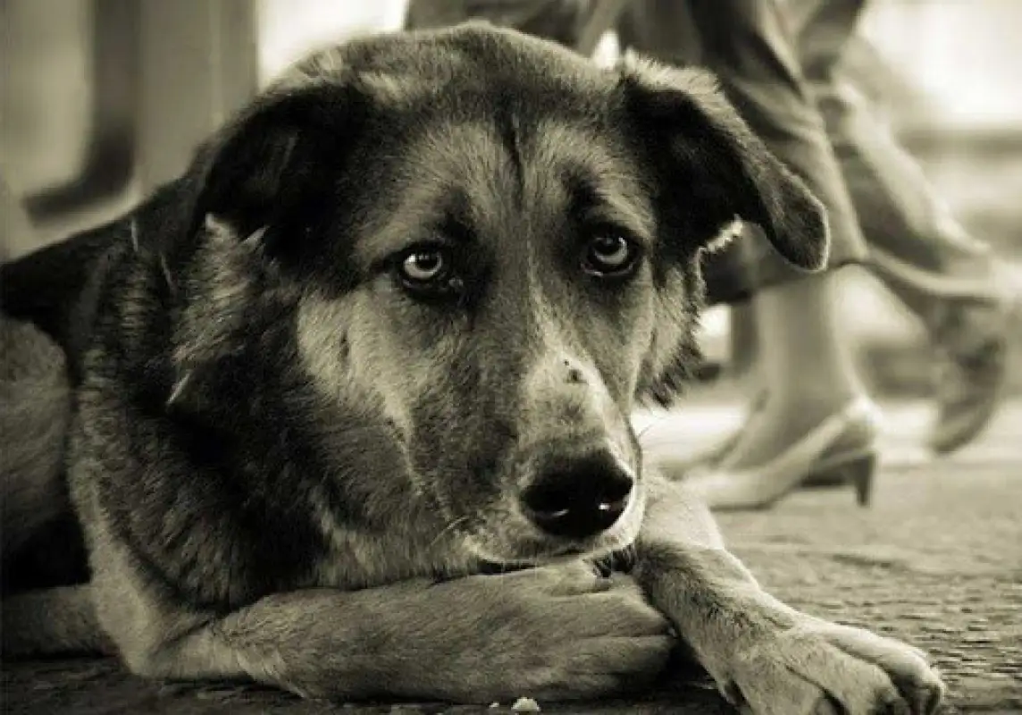 Для казахстанцев установят правила при обращении с животными