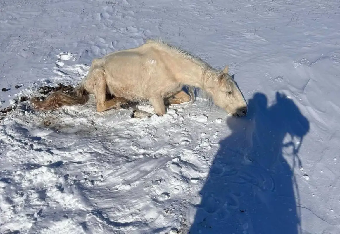 Отразится ли падеж лошадей в области Улыбау на стоимости конины в Казахстане