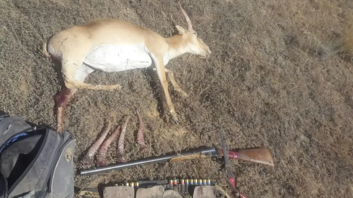 Когда в Казахстане начнут отстреливать сайгаков – ответ министра экологии Брекешева