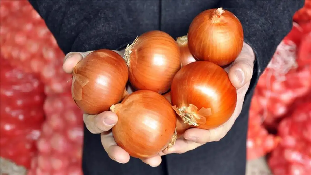 «Очень много лука наши фермеры уже вывезли» - глава МСХ Казахстана