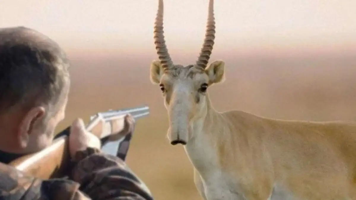 Минэкологии Казахстана считает возможным уничтожение до 1 млн особей сайгаков