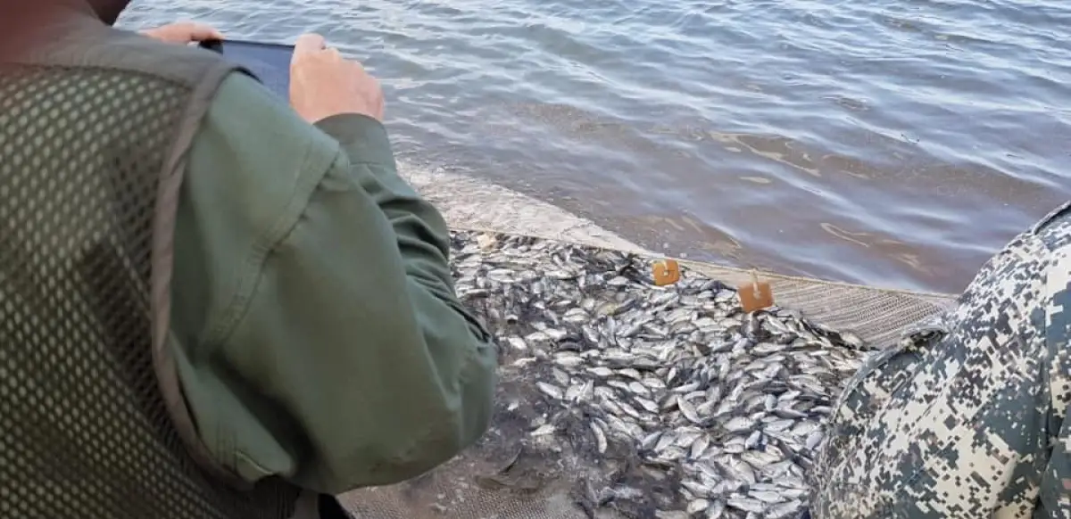 Эксперты Минэкологии проверили место обнаружения неживой рыбы в Шардаре