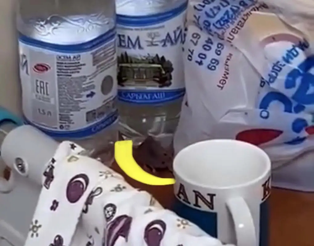 Шок: в Атырау подтвердили наличие мышей в роддоме и объяснили их появление